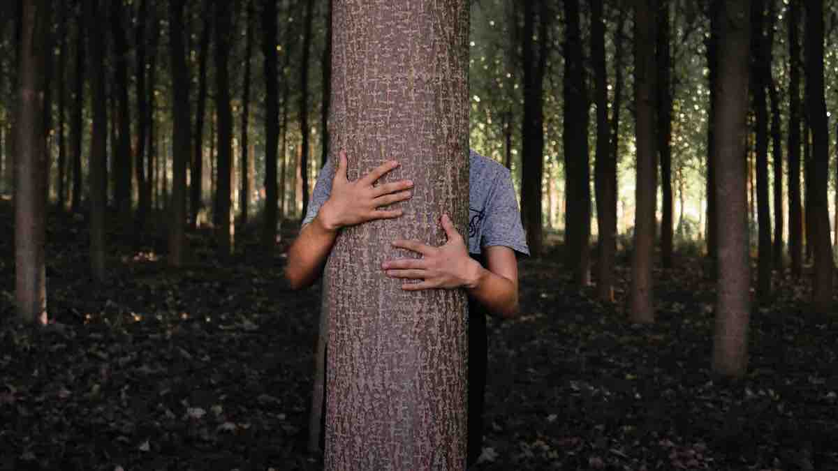 hide-tree